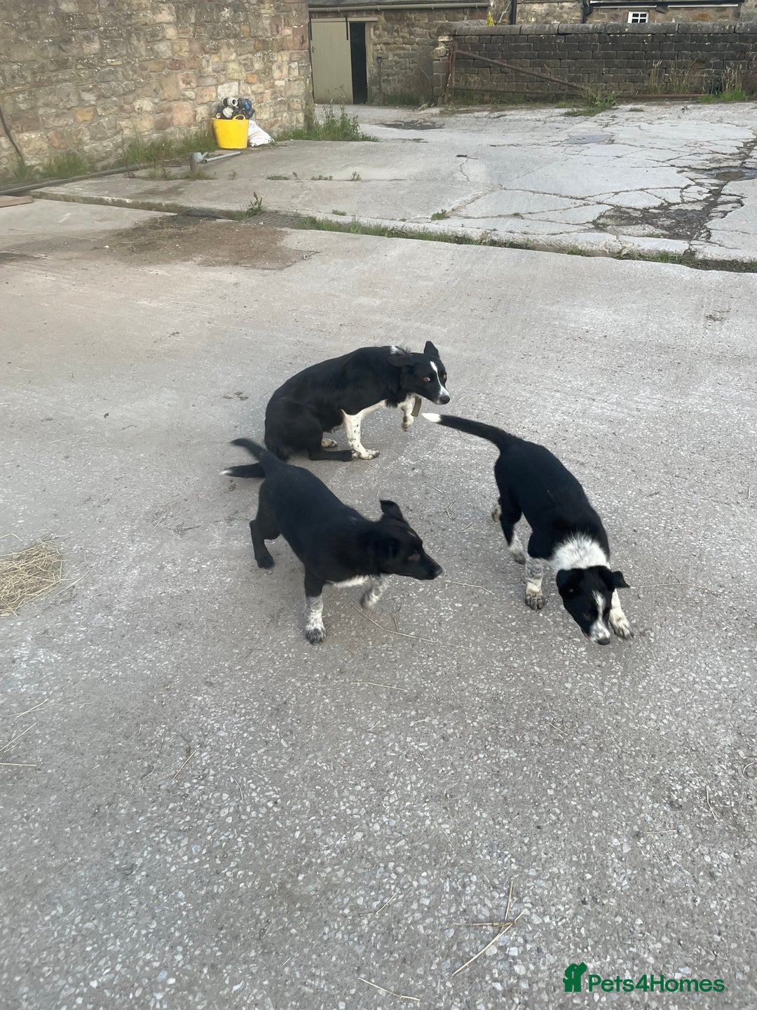 Border Collie dogs for sale: Stunning Border Collie pups looking for 5⭐️ homes. - Image 3