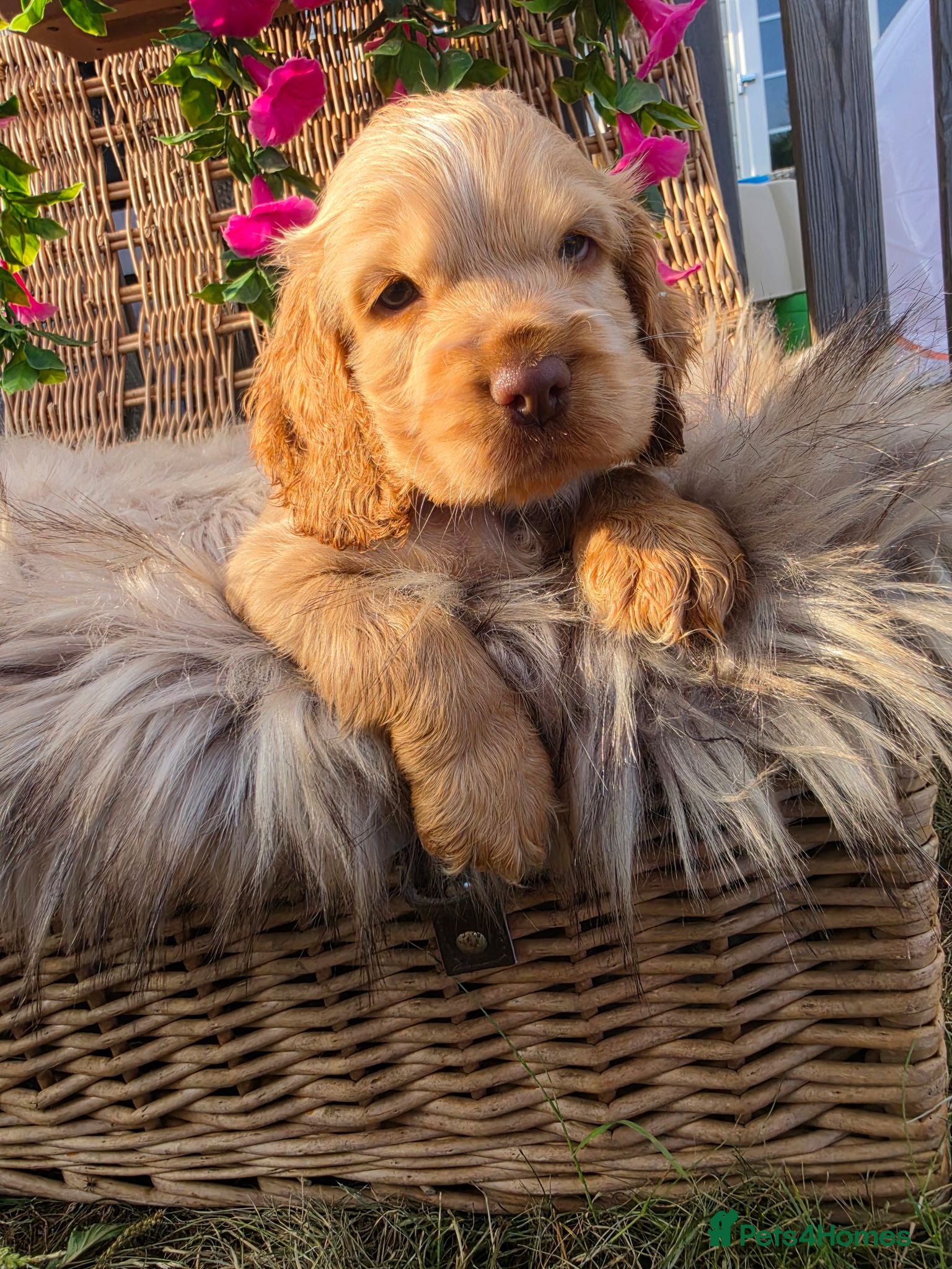 Cocker Spaniel dogs ✨️OUTSTANDING showtype health tested girl 🐶 - Advert 1