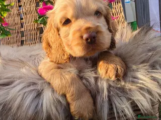 Cocker Spaniel dogs ✨️OUTSTANDING showtype health tested girl 🐶 - Advert 1
