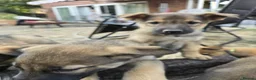 Mixed Breed dogs for sale: Belgium shepherd puppies  - Advert 14