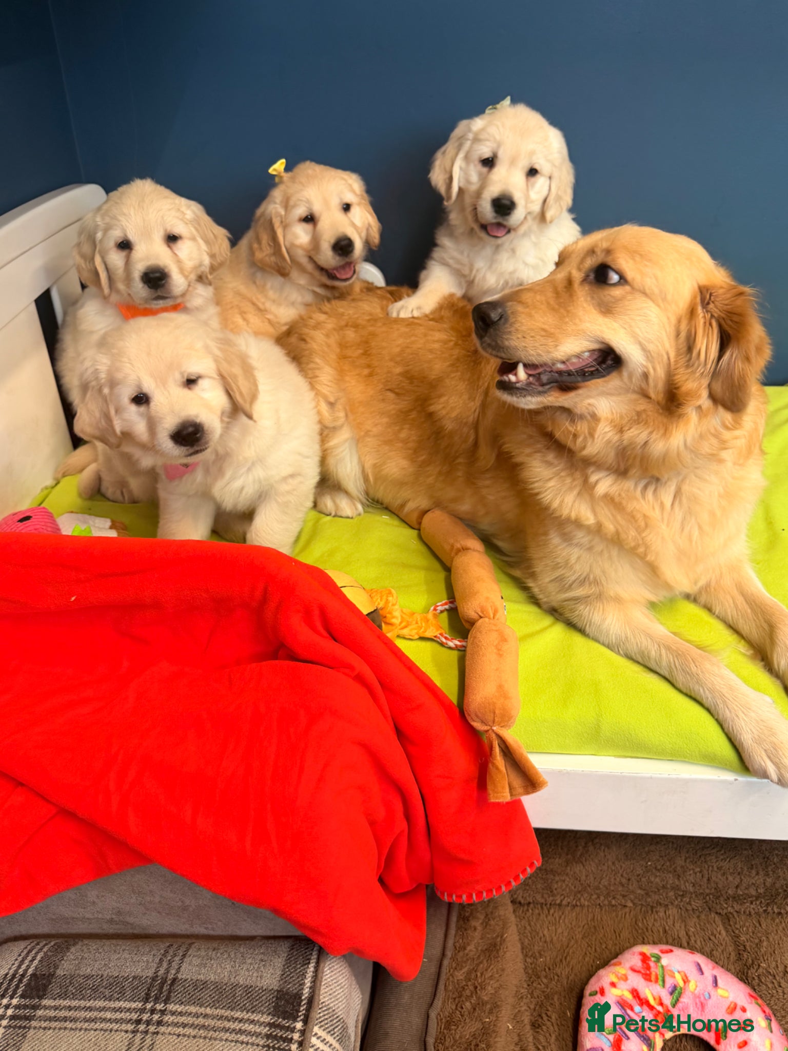 Golden Retriever dogs for sale: 🐶 Gorgeous Chunky type Golden Retriever Puppies🐶 - Advert 16