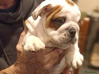 English Bulldog dogs 😍 Beautiful English bulldogs puppies 🐶 😍 - Advert 1