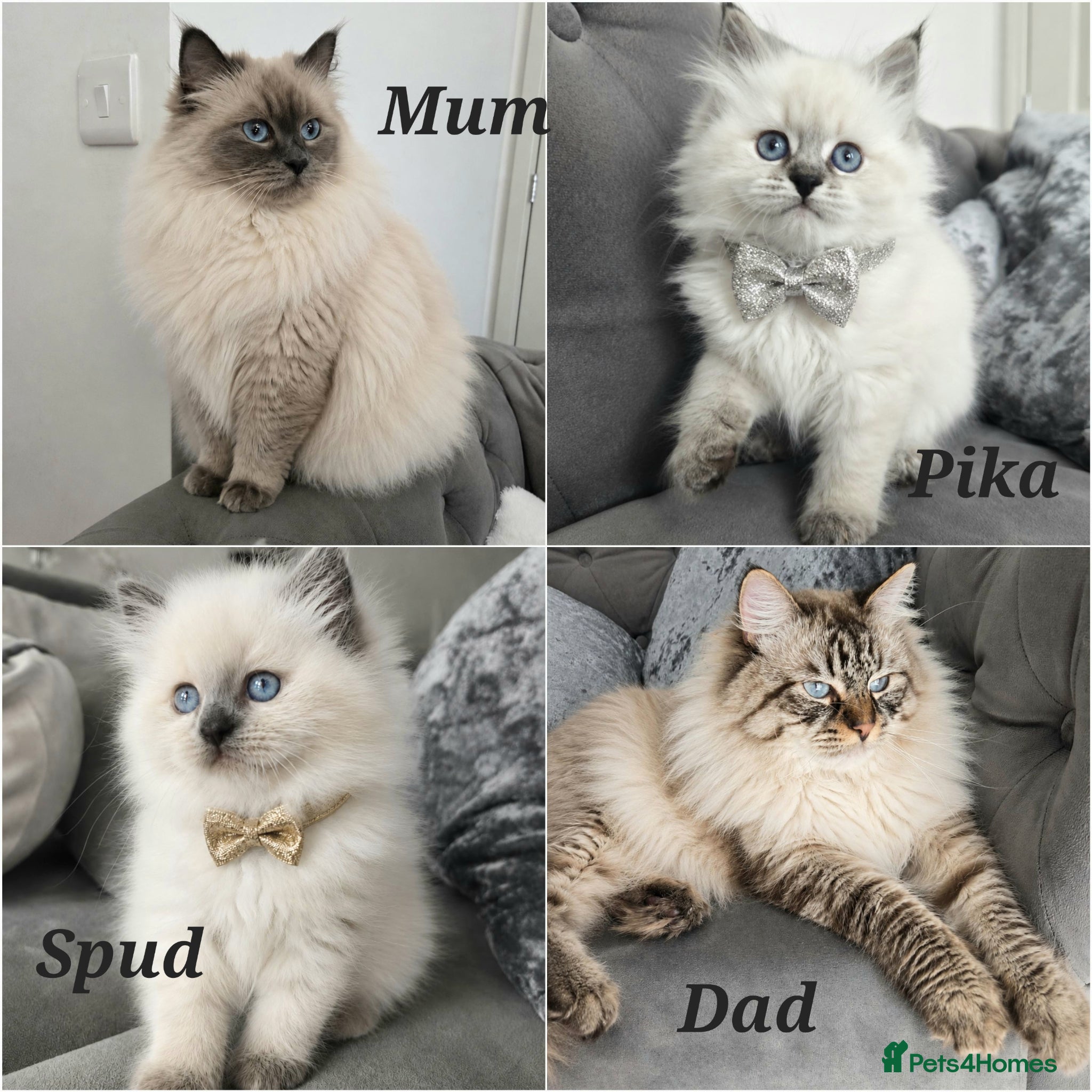 Siberian cats GCCF neva Champion bloodlines siberians - Advert 6