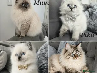 Siberian cats GCCF neva Champion bloodlines siberians - Advert 6