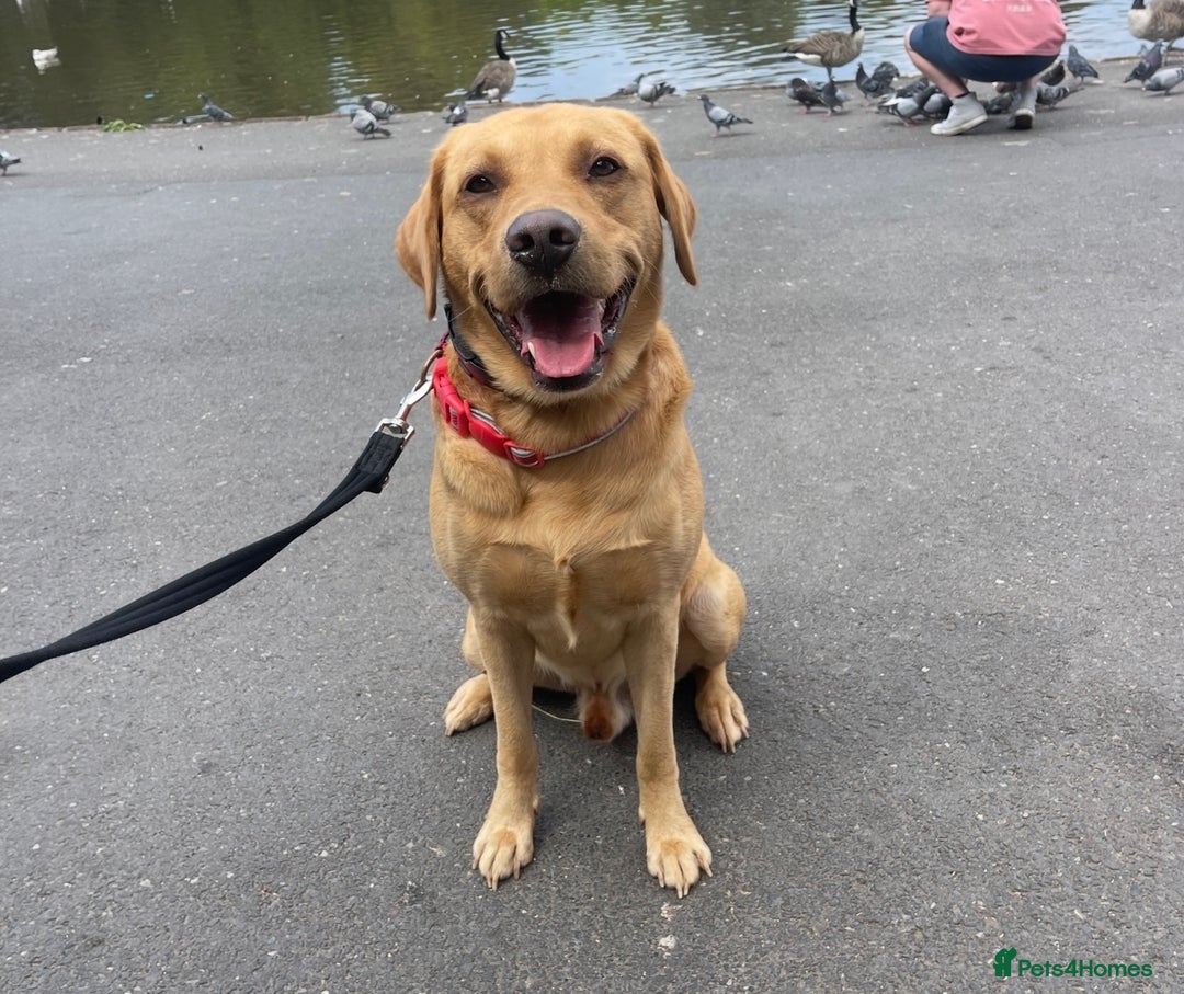 Labrador Retriever dogs for stud: 4 Year Old Fox Red Labrador Retriever  - Image 5