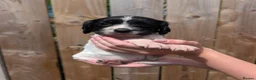 Sprocker dogs for sale: F1 Sprocker puppies !! ONLY 2 LEFT !! - Advert 19