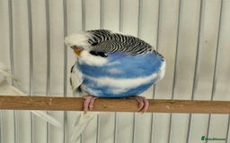 Budgerigars birds for sale: Bonded pair of budgies, 8 months old, male&female  - Image 6