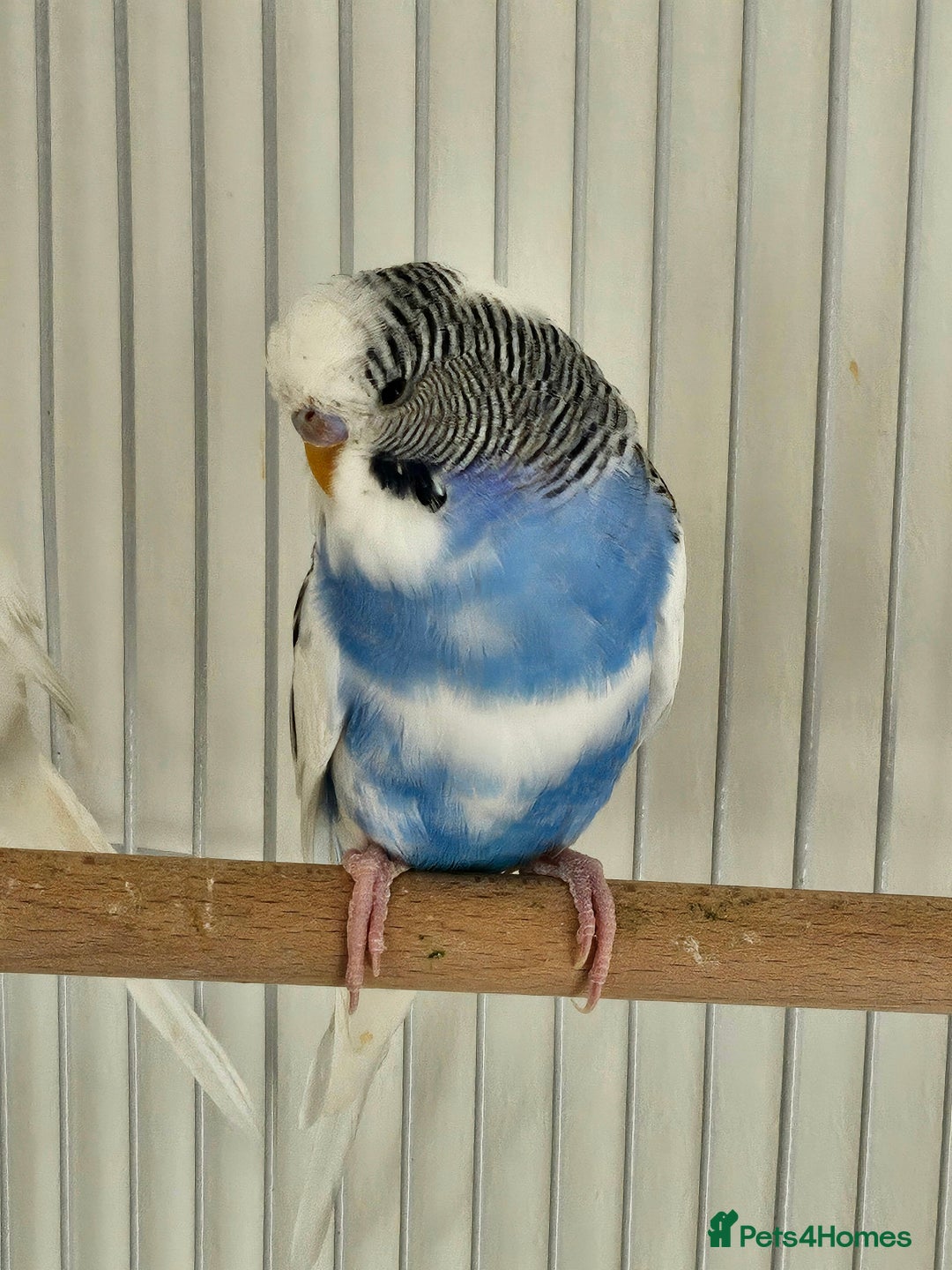 Budgerigars birds for sale: Bonded pair of budgies, 8 months old, male&female  - Image 6