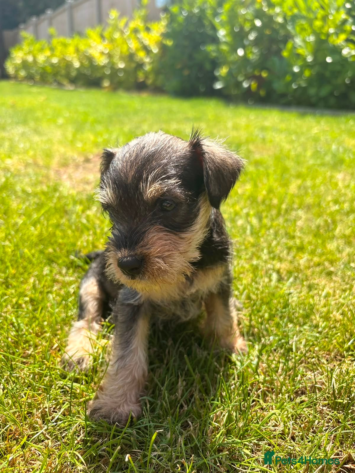 Miniature Schnauzer dogs Stunning litter of miniature schnauzers 🐶  - Advert 2