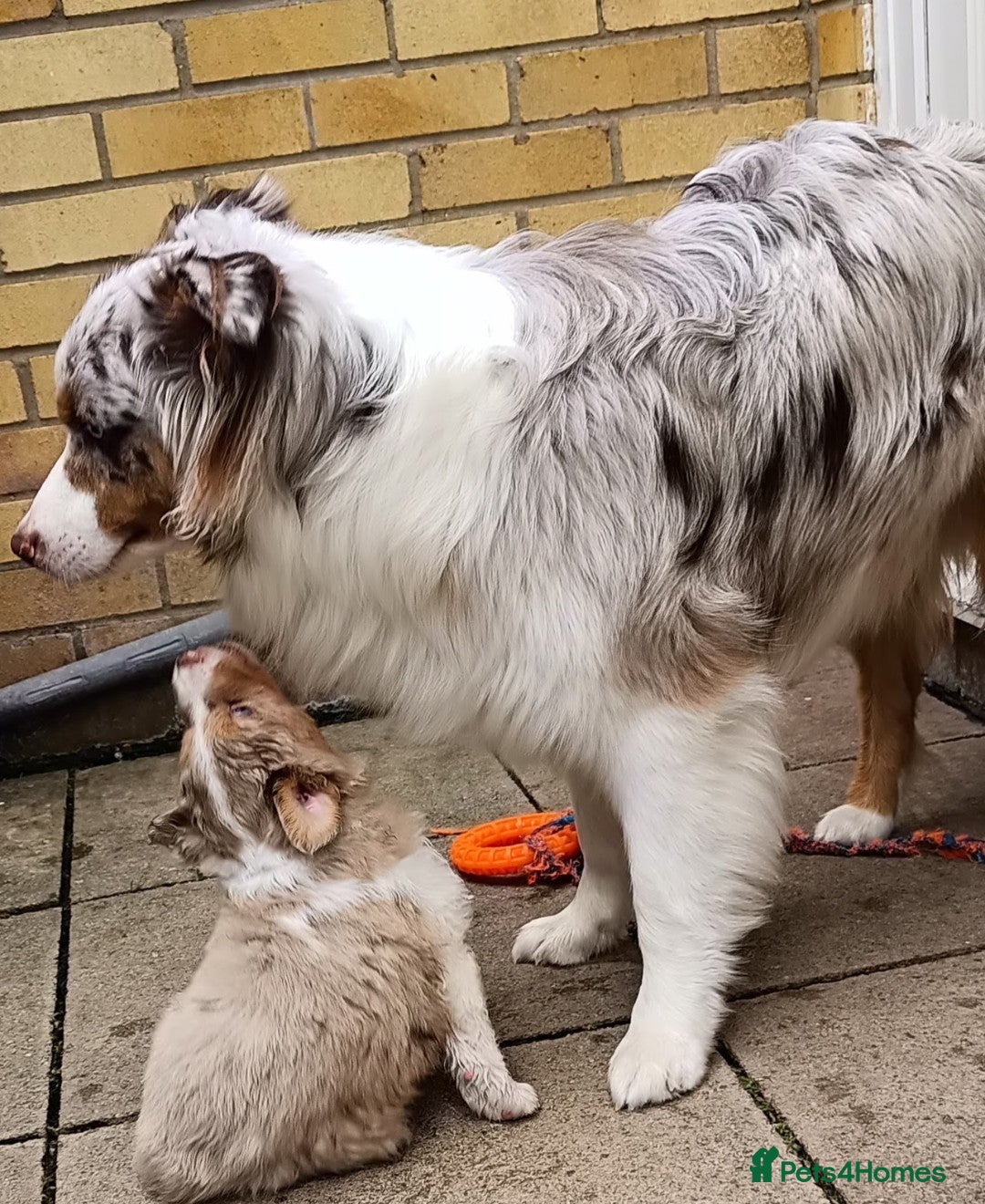 Australian Shepherd dogs for stud: Australian shepherd for stud - Advert 5