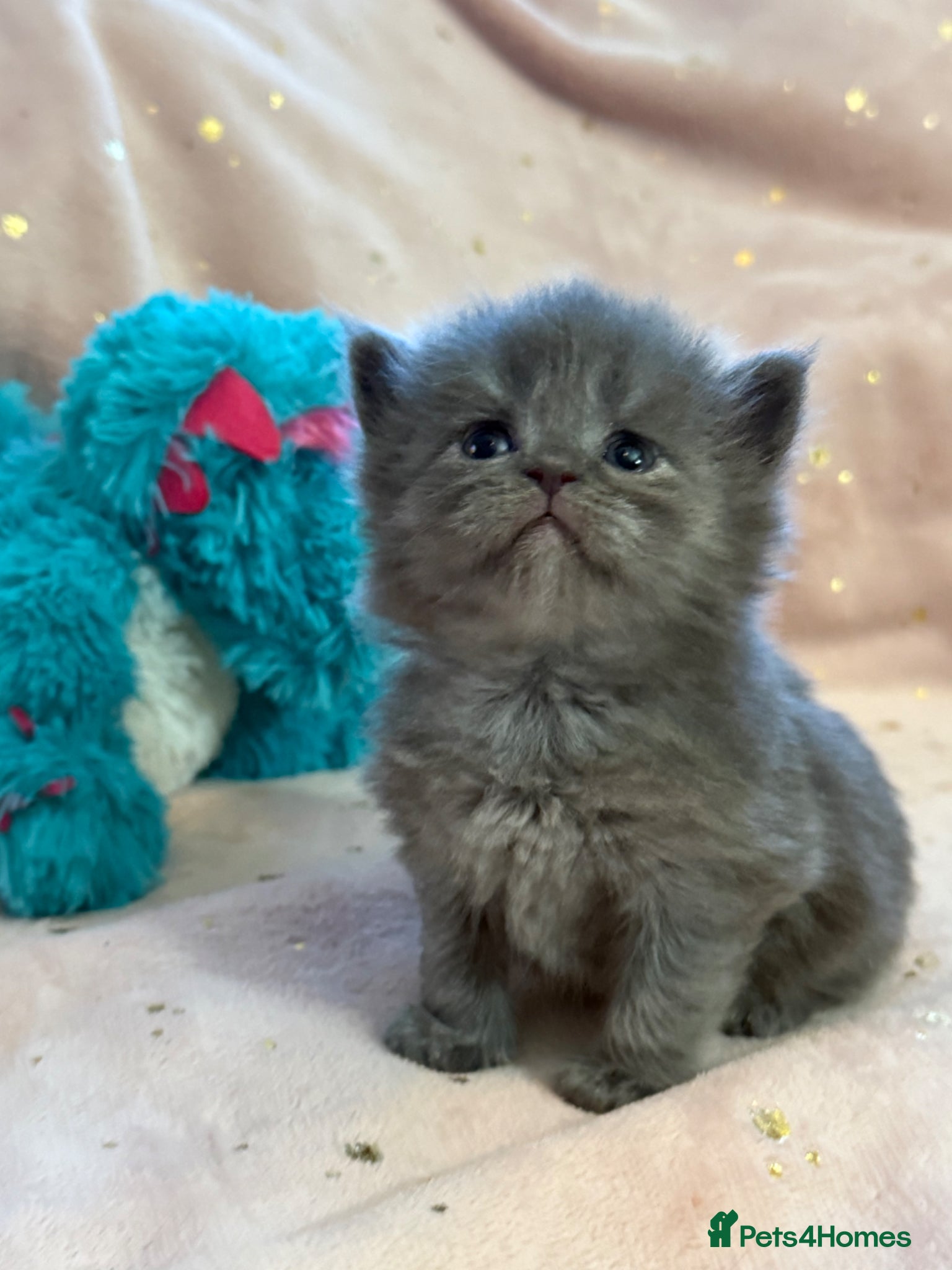 Mixed Breed cats Maine coon cross Scottish fold/pointed blue girl  - Advert 3