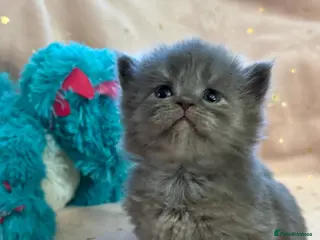 Mixed Breed cats Maine coon cross Scottish fold/pointed blue girl - Advert 3