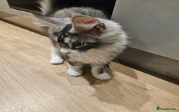 Maine Coon cats for sale: Maine coon pure breed - Image 7
