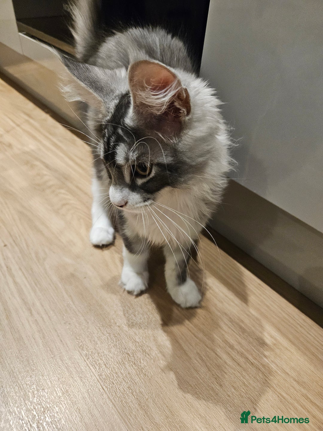 Maine Coon cats for sale: Maine coon pure breed - Image 7