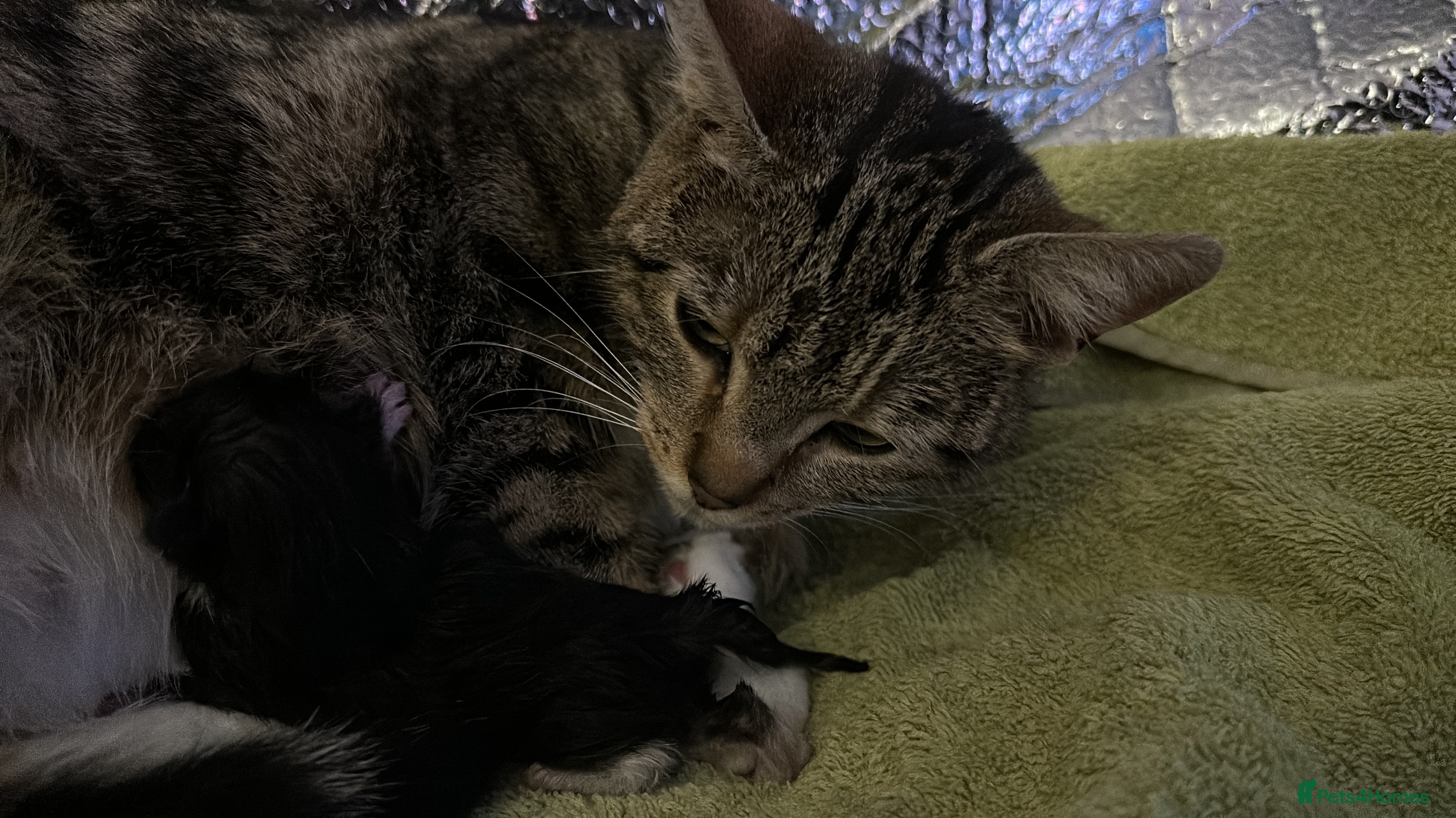 Mixed Breed cats Black/white and tabby kittens for sale.  - Advert 1