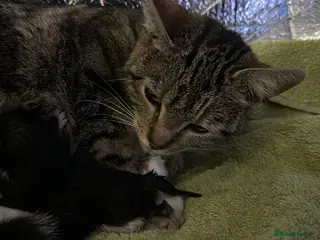 Mixed Breed cats Black/white and tabby kittens for sale. - Advert 1