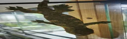 Gecko reptiles for sale: Adult Leachianus Mt Koghis Male and female - Advert 6