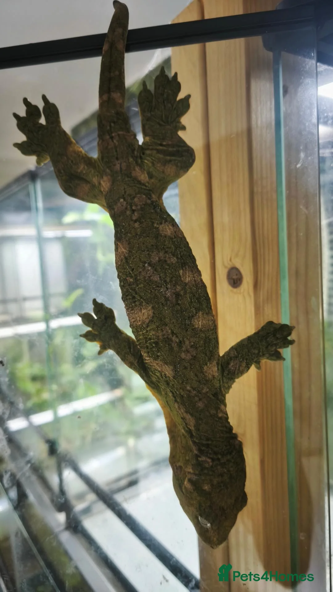 Gecko reptiles for sale: Adult Leachianus Mt Koghis Male and female - Advert 6