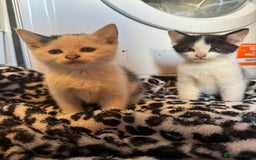 Mixed Breed cats for sale: Two beautiful fluffy girls kittens  - Image 1