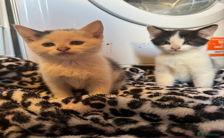 Mixed Breed cats - Advert 11