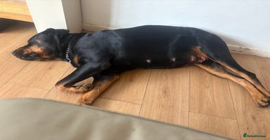 Mixed Breed dogs - Advert 1