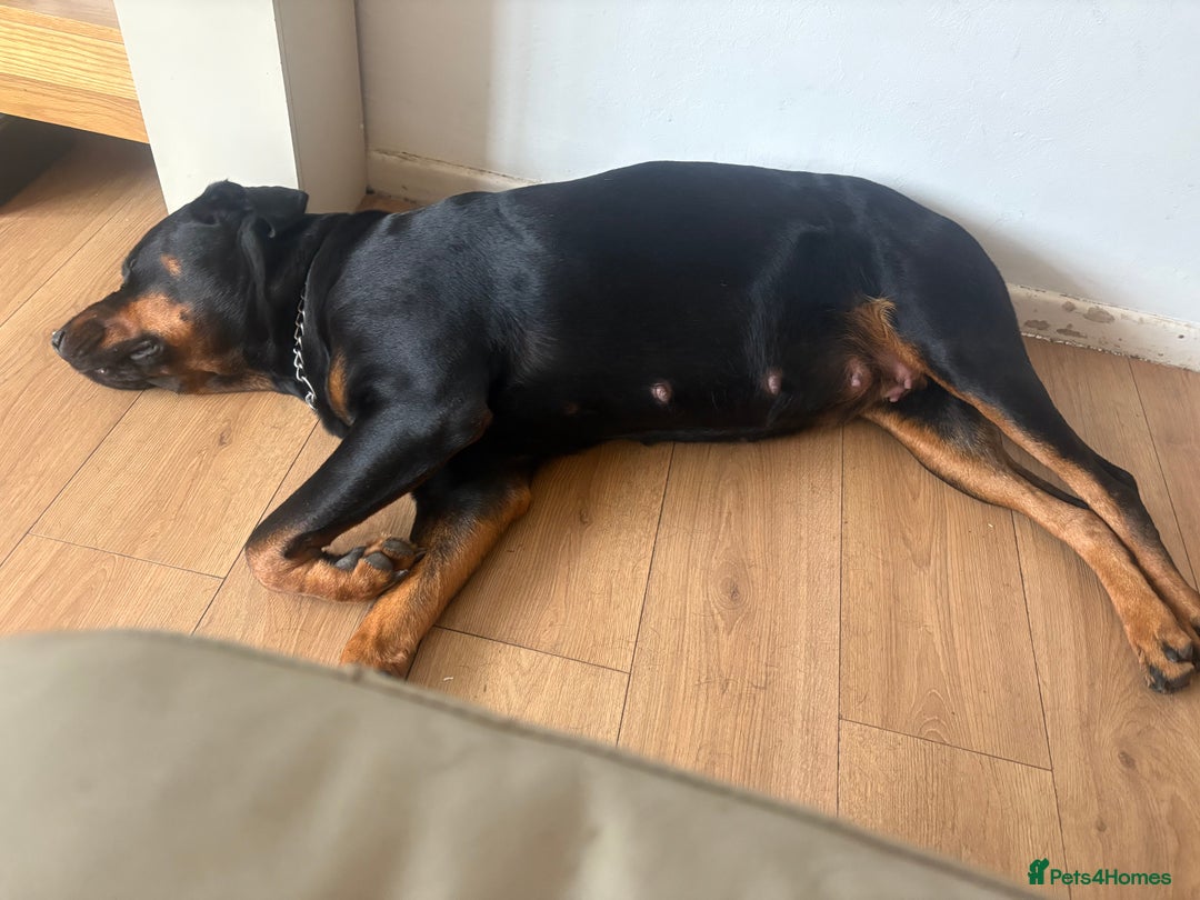 Mixed Breed dogs for sale: 3 beautiful boys for sale  - Image 3