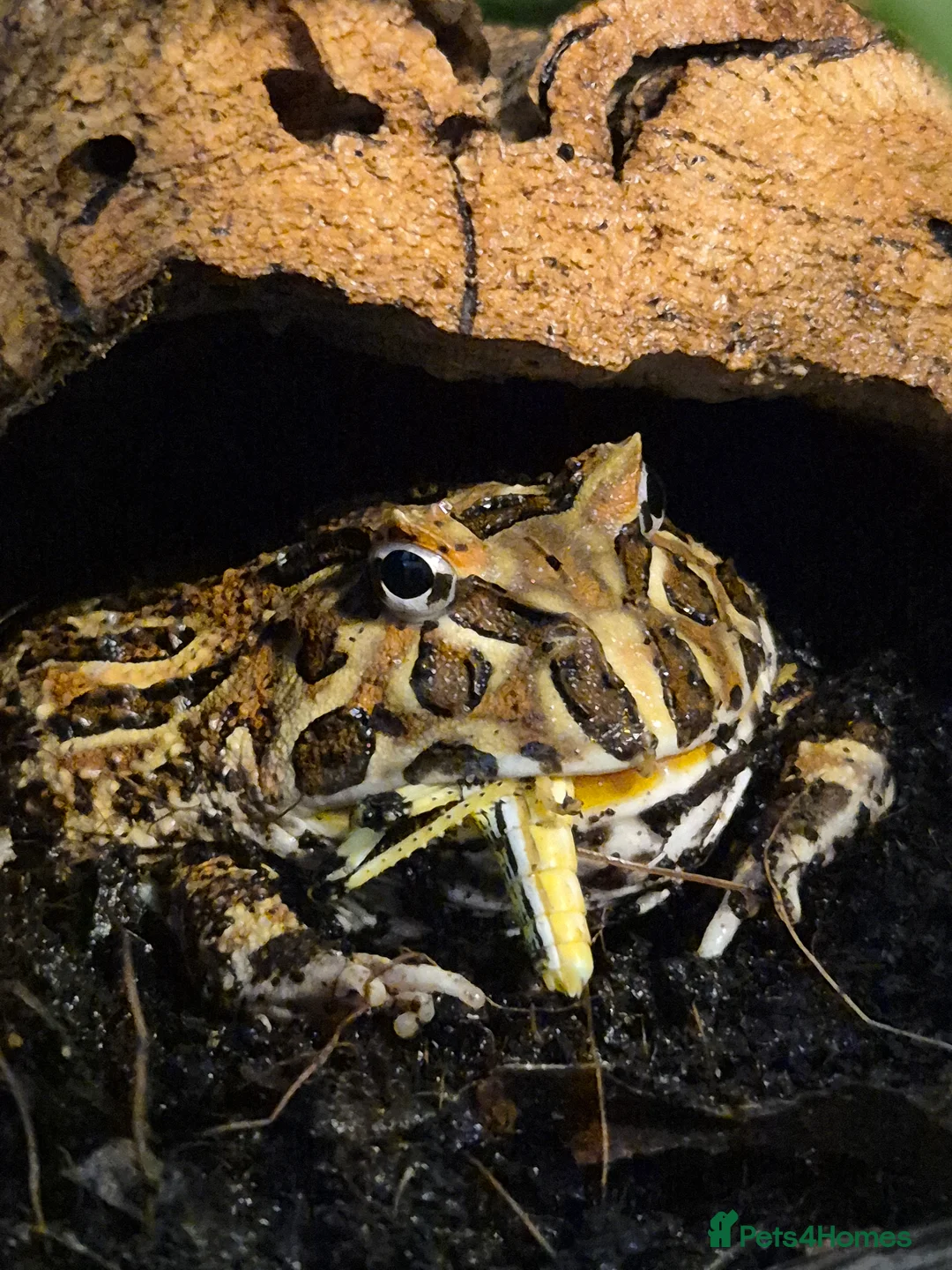 Frog reptiles for sale: Pacman and chubby frogs looking for new homes  in Saxmundham - Advert 4
