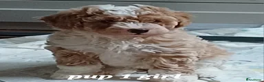 Cavapoochon 1