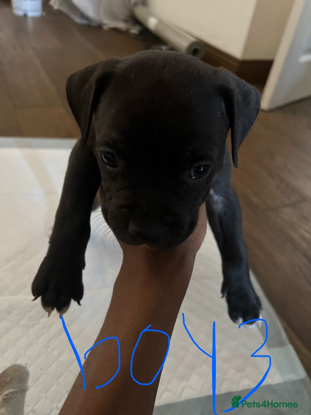 Mixed Breed dogs for sale: Cane corso x staff puppies  - Image 8