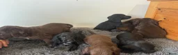 Sprocker dogs for sale: Gorgeous sprocker spaniel puppies  - Advert 11