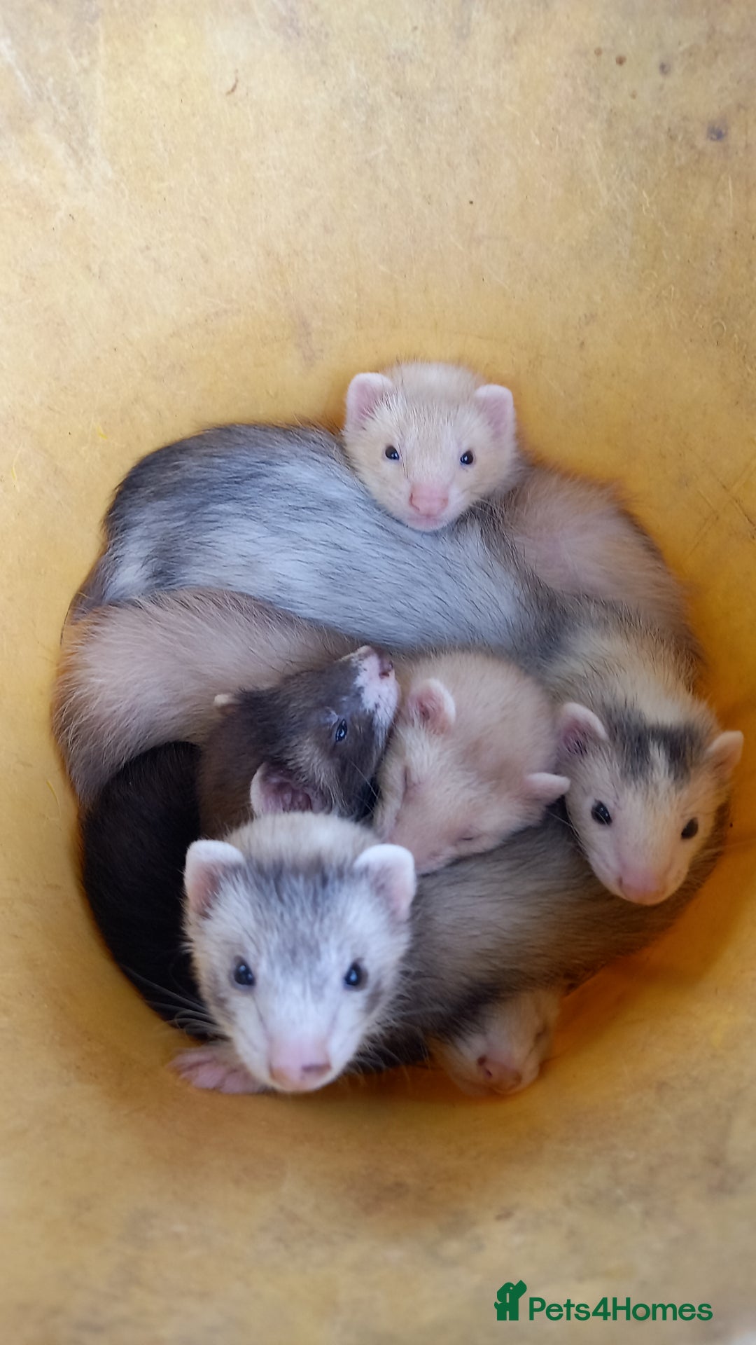 Ferret rodents for sale: Ferrets for sale  - Image 5