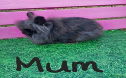 Lionhead rabbits for sale: Absolutely Gorgeous Chocolate DM Lionhead Babies - Image 8