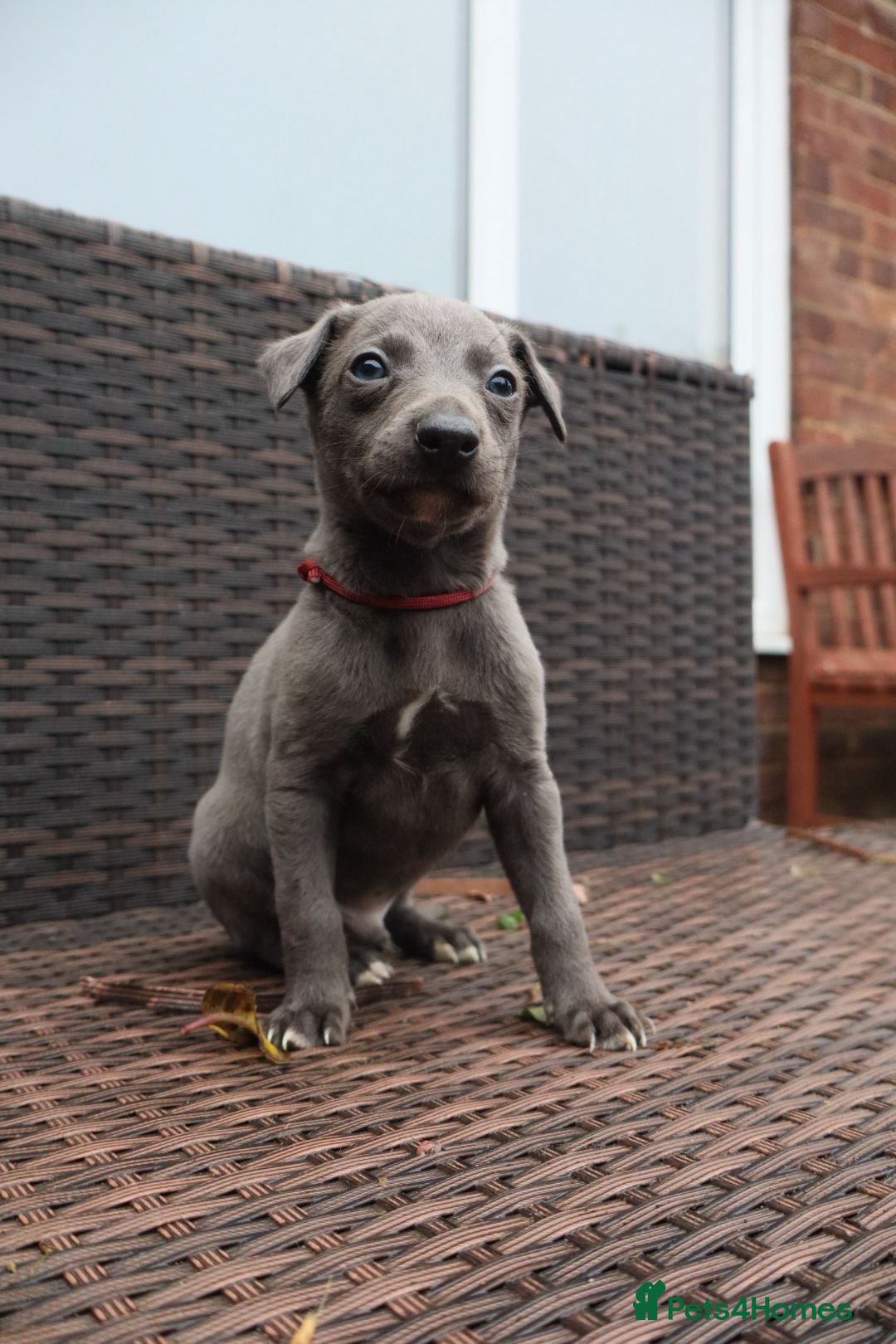 Whippet dogs for sale: KC registered Whippet pups - Advert 32