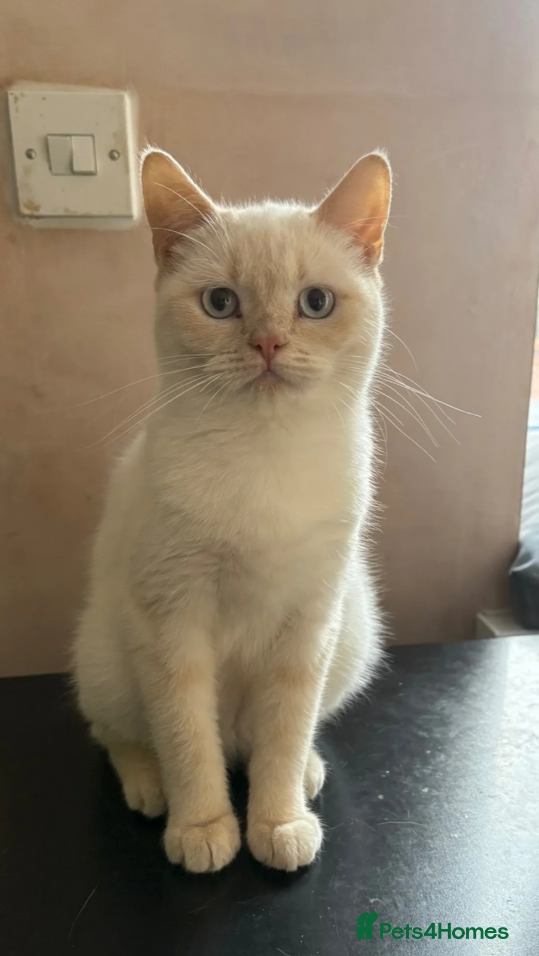 British Shorthair cats for sale: Gorgeous Cream Point Girl BSH - Advert 6