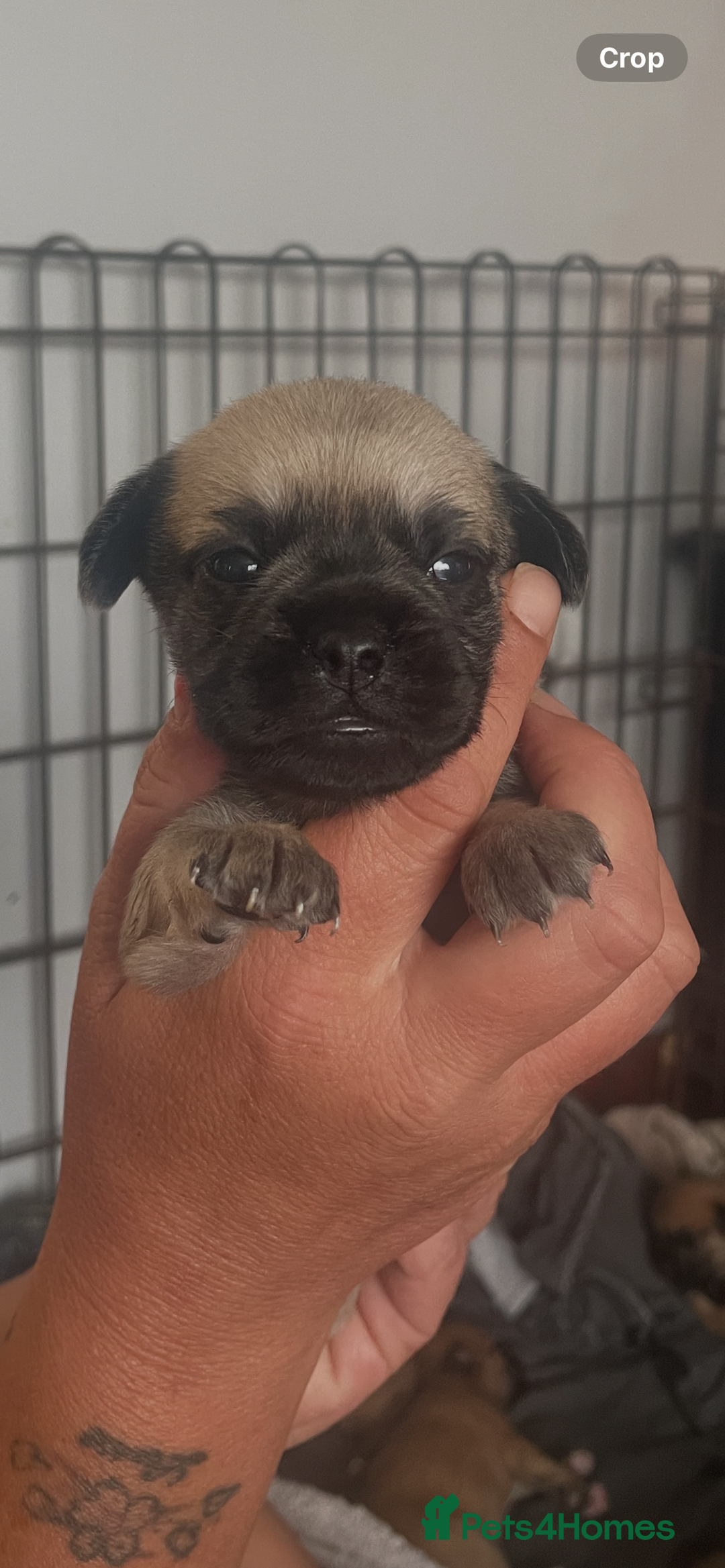 Mixed Breed dogs for sale: PUGAPOO 3 LEFT READY NOW  - Image 18
