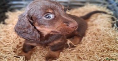 Miniature Dachshund dogs MINIATURE DASCHUND BOYS  - Advert 10