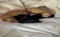 Mixed Breed dogs for sale: Show Cocker X Miniature dachshund Puppies - Image 1