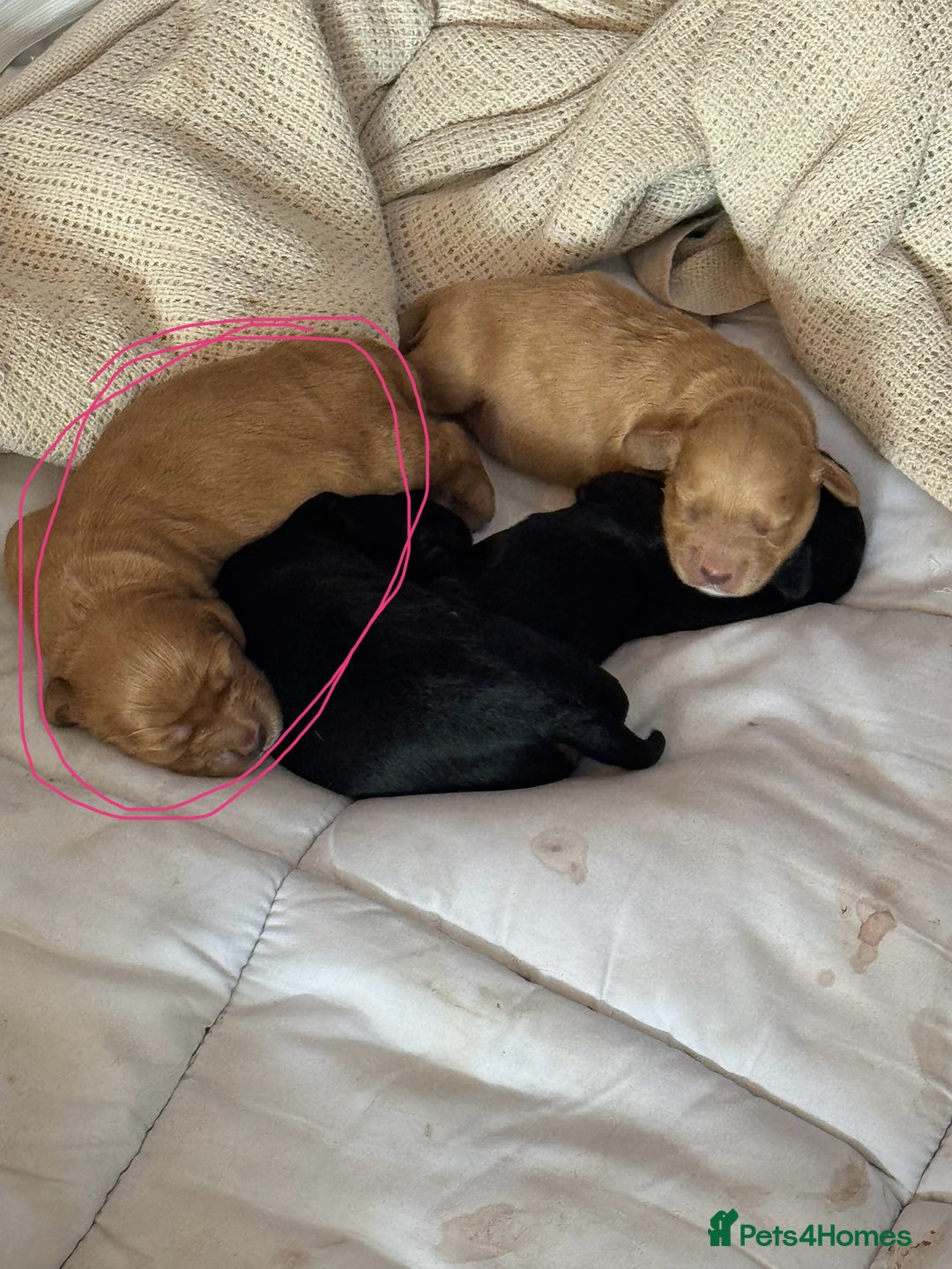 Mixed Breed dogs for sale: Show Cocker X Miniature dachshund Puppies - Image 1