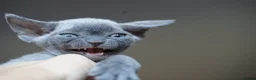 Devon Rex cats for sale: ❤️ Pure Line Devon Rex Kittens Available ❤️ - Advert 13