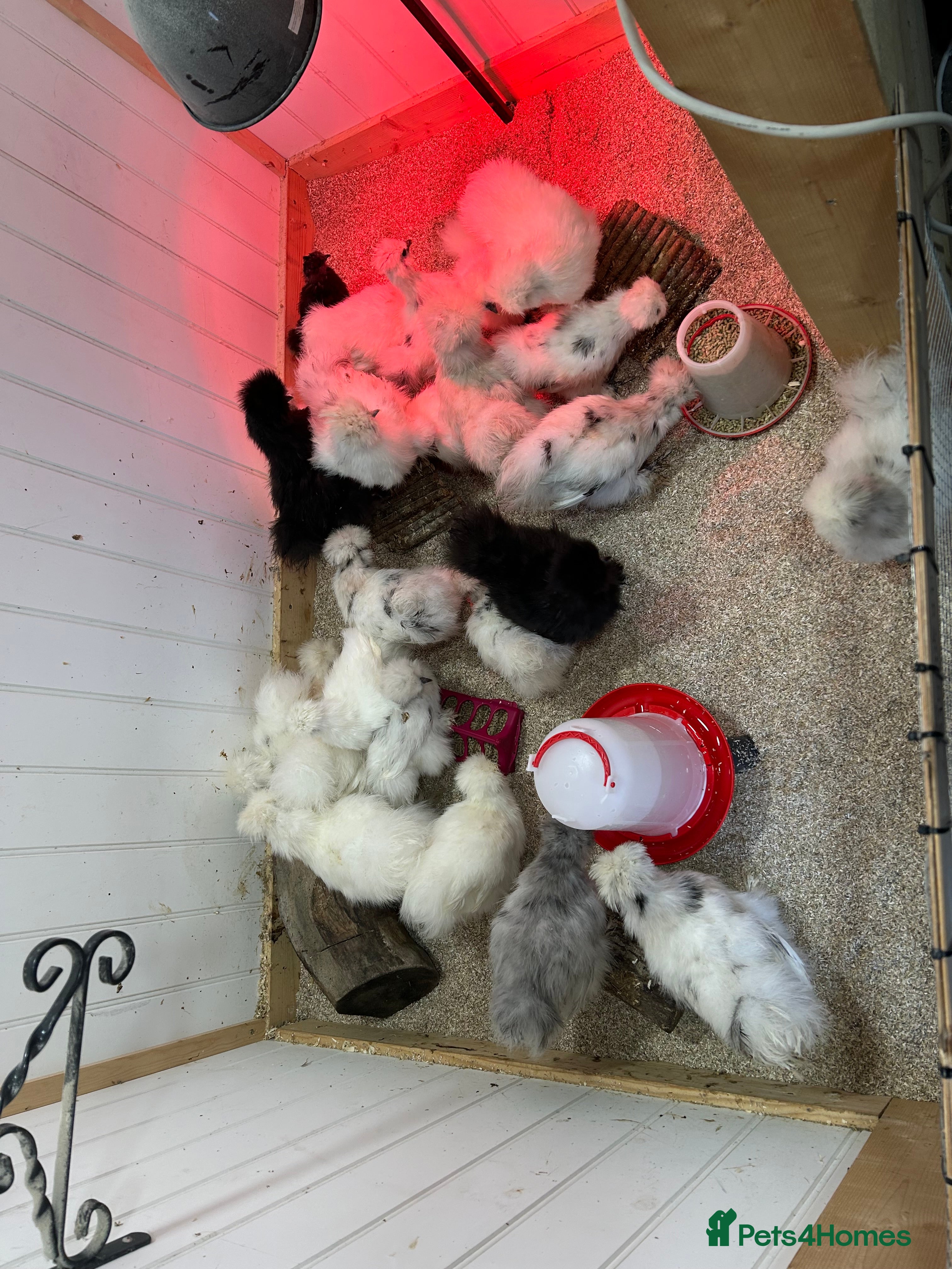 Chickens poultry Silkie Chickens - Advert 1