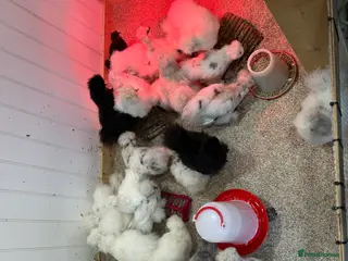 Chickens poultry Silkie Chickens - Advert 1