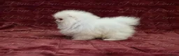 Pomeranian dogs for sale: Ultra Teddy Bear Pomeranian Puppies - Advert 4