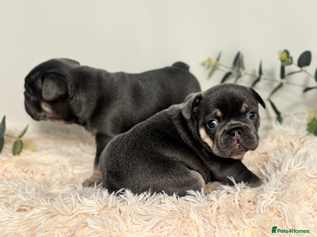 French Bulldog dogs for sale: Beautiful KC Registered French Bulldog Boys  - Advert 13