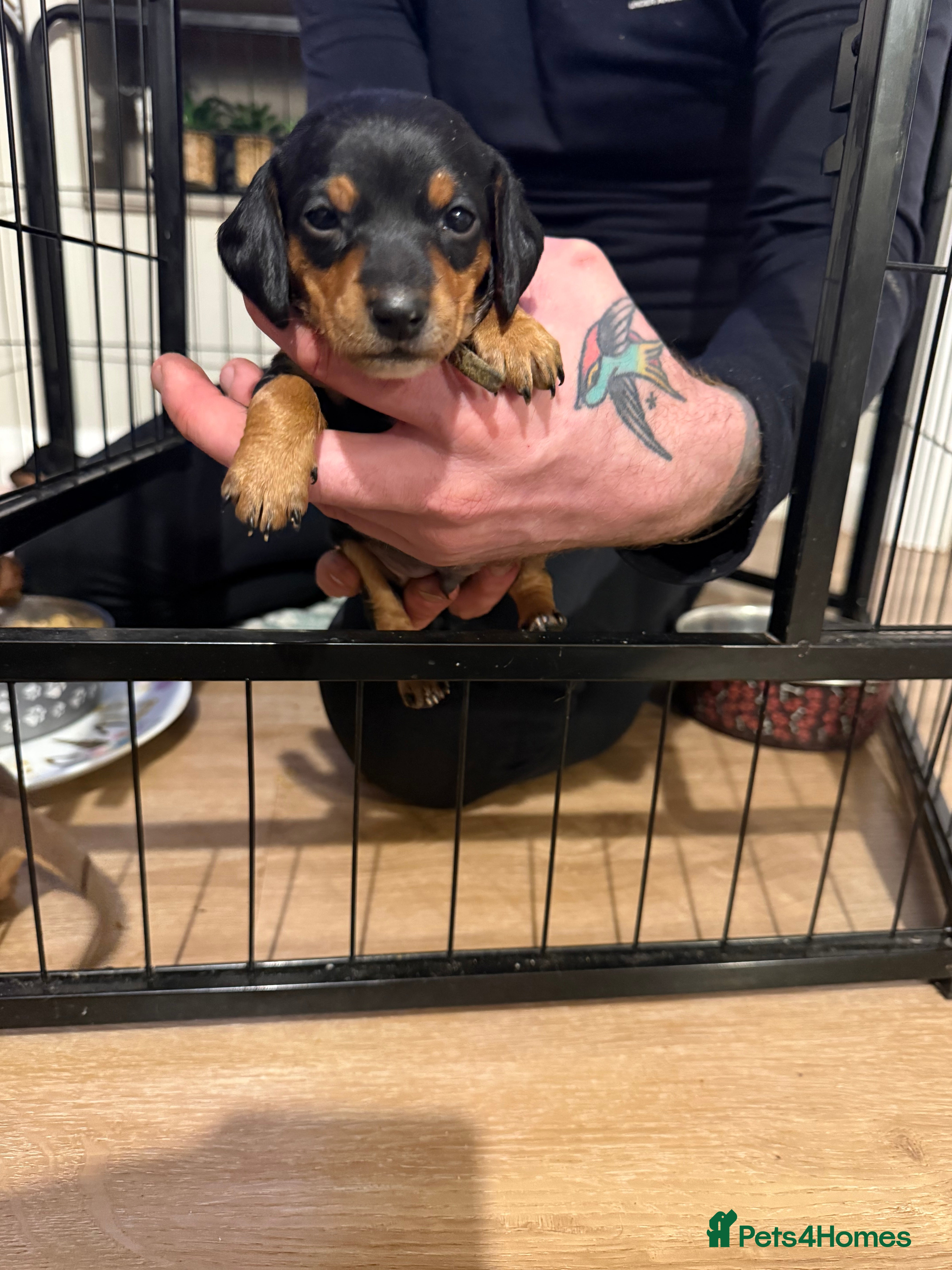 Mixed Breed dogs Doxie pin puppies - Advert 8