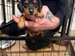 Mixed Breed dogs Doxie pin puppies - Advert 8