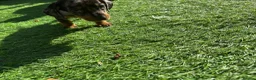 Dachshund dogs for sale: 4 beautiful boys  - Advert 7