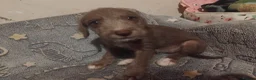 Mixed Breed dogs for sale: 2 Bedlington terrier cross lurcher pups in Romford - Advert 8
