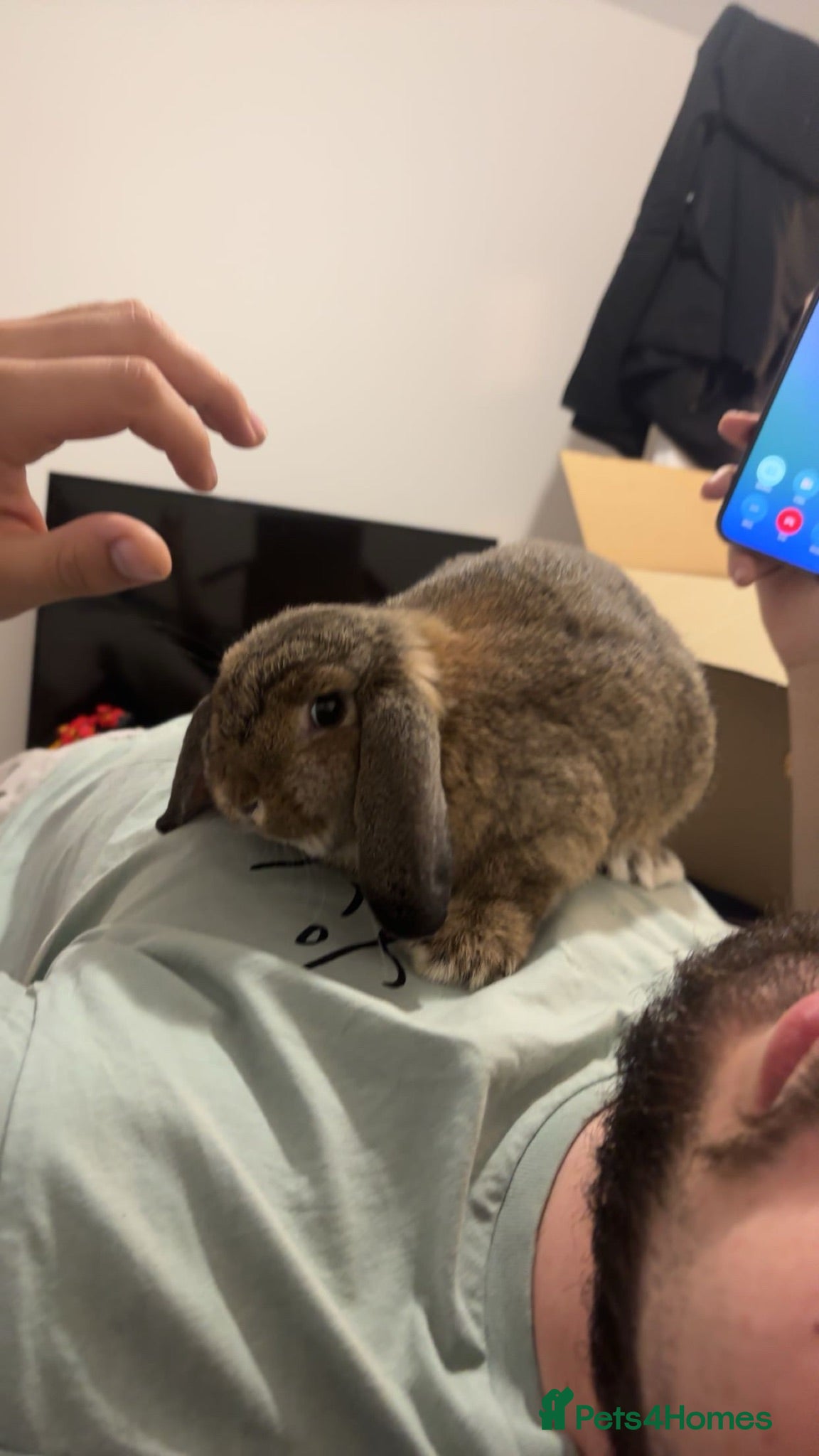 Mini Lop rabbits Female mini lop for sale  - Advert 17
