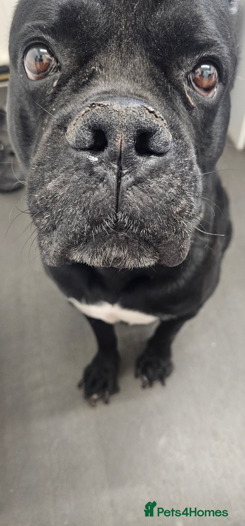 Cane Corso dogs Male Adult Cane Corso - Advert 2