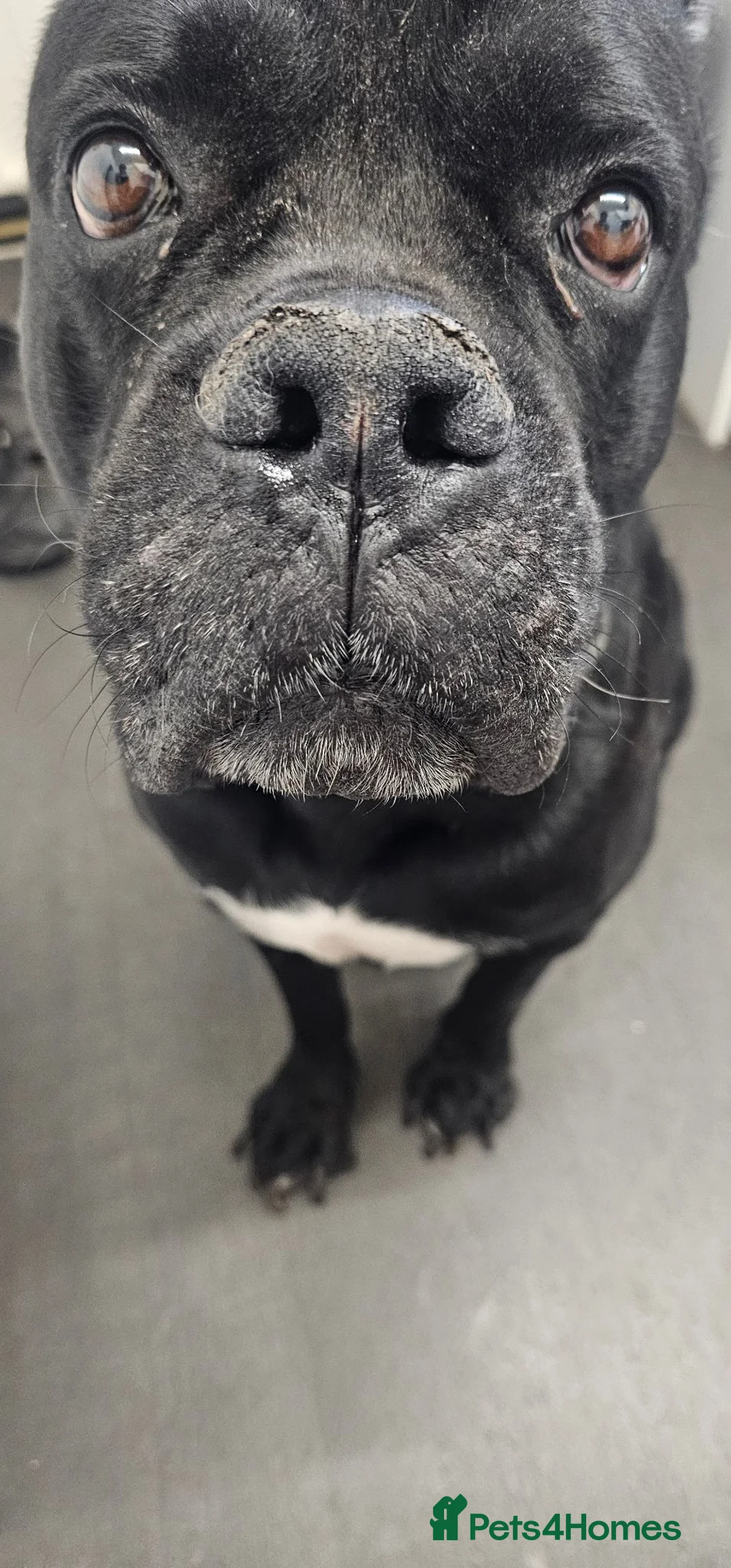 Cane Corso dogs for sale: Male Adult Cane Corso in Droitwich - Advert 1